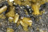 Golden Barite Crystals on Purple Fluorite - Xiefang Mine, China #350813-6